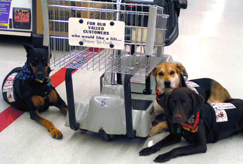 Kayne, Sammy, & Major doing cart work at a store.